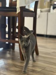 Lost Female Cat last seen Greenfield and Adobe Mesa, AZ, Mesa, AZ 85205