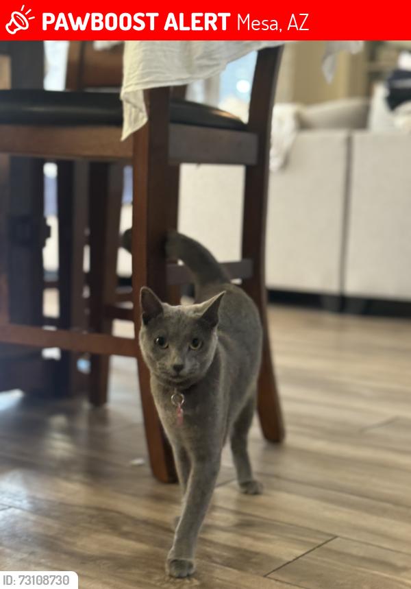 Lost Female Cat last seen Greenfield and Adobe Mesa, AZ, Mesa, AZ 85205