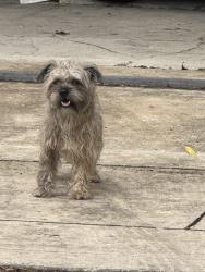 Found/Stray Unknown Dog last seen Pleasanton Rd/Kendalia, San Antonio, TX 78221