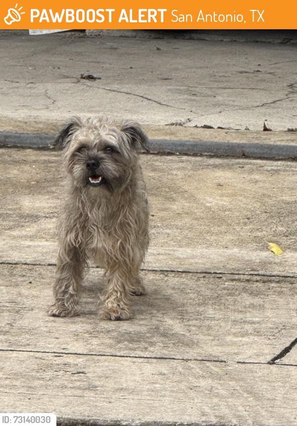 Found/Stray Unknown Dog last seen Pleasanton Rd/Kendalia, San Antonio, TX 78221