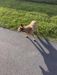 Found/Stray Female Dog last seen Devera, Port St. Lucie, FL 34986