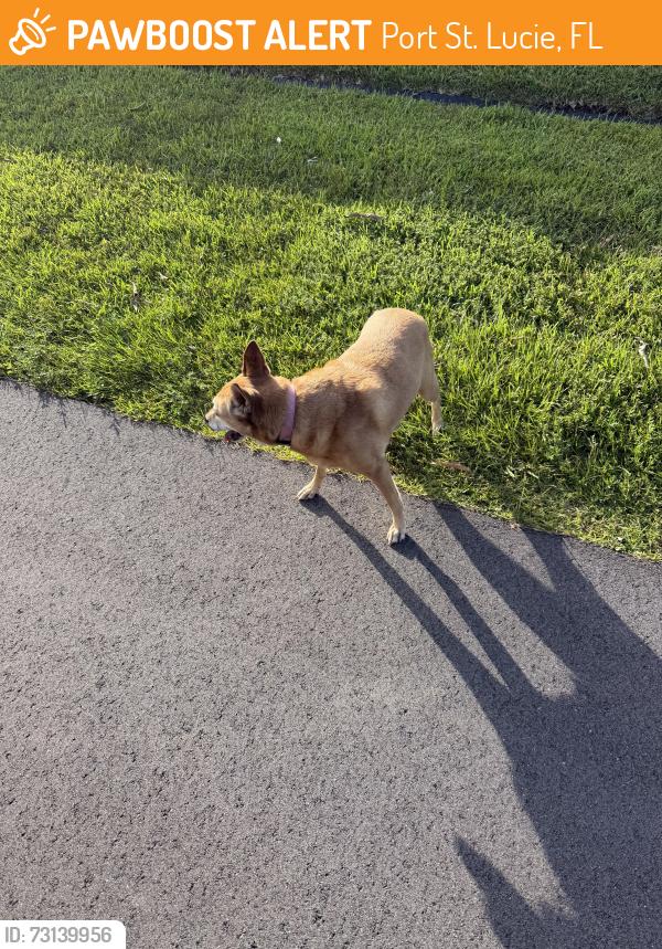 Found/Stray Female Dog last seen Devera, Port St. Lucie, FL 34986