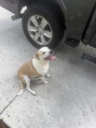 Found/Stray Female Dog last seen Westcreek drive, Fort Worth, TX 76133