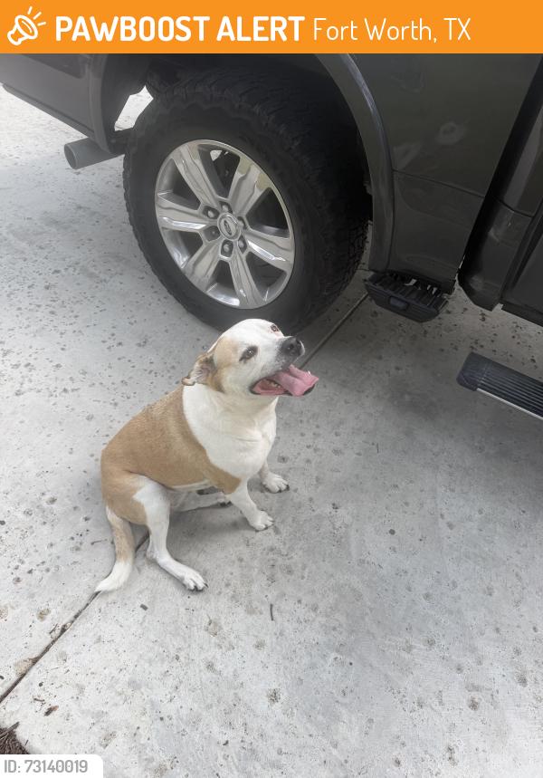 Found/Stray Female Dog last seen Westcreek drive, Fort Worth, TX 76133