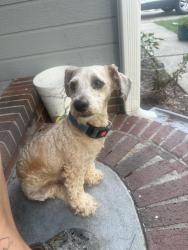 Found/Stray Male Dog last seen Sprucepine dr in raeford, Hoke County, NC 28376