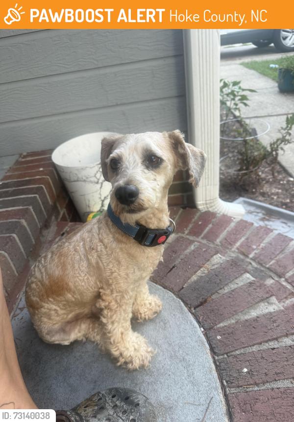 Found/Stray Male Dog last seen Sprucepine dr in raeford, Hoke County, NC 28376