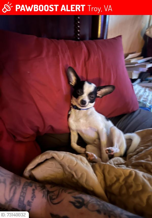 Lost Male Dog last seen Near Hunters lodge Road Troy Va, Troy, VA 22974
