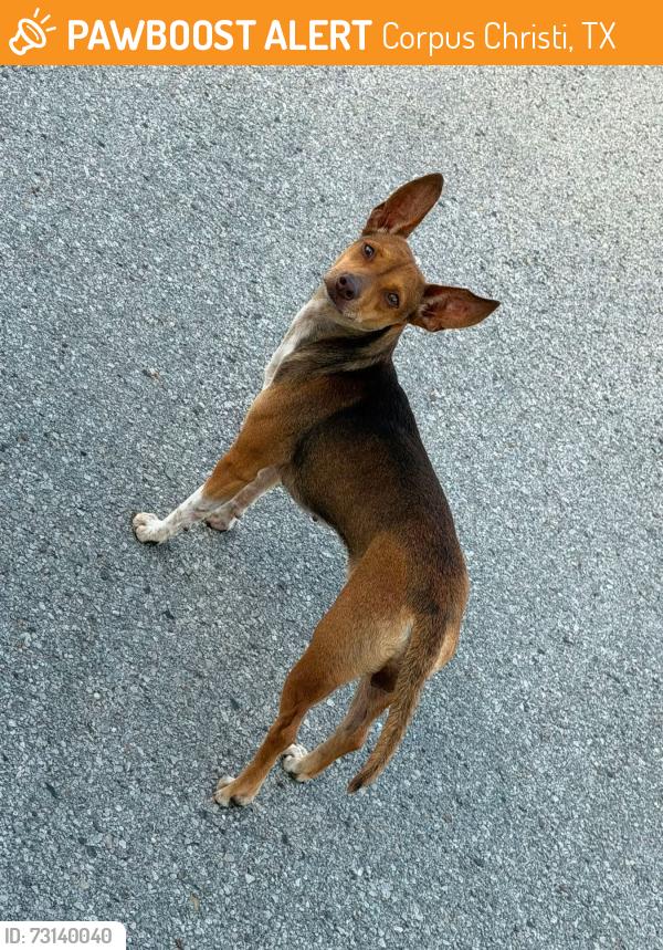 Found/Stray Female Dog last seen Yorktown Blvd, Corpus Christi, TX 78401