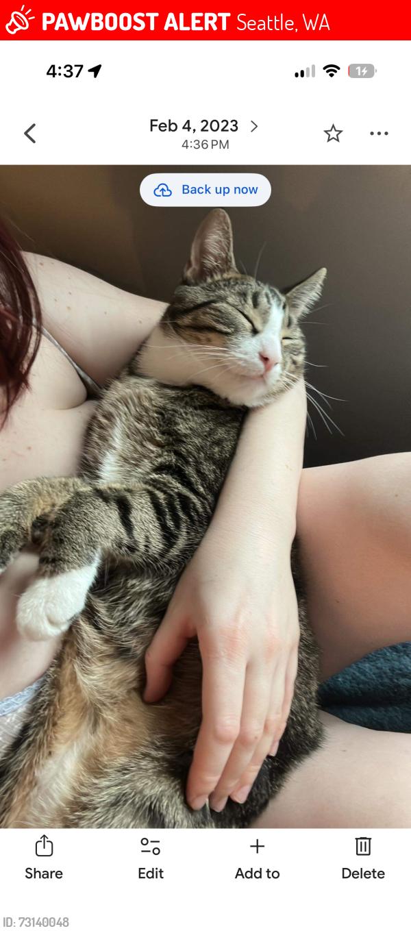 Lost Male Cat last seen 118th st, Seattle, WA 98146