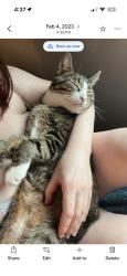 Lost Male Cat last seen 118th st, Seattle, WA 98146