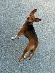 Found/Stray Female Dog last seen Yorktown Blvd, Corpus Christi, TX 78401