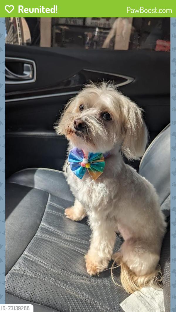Reunited Female Dog last seen Venetian pool, Coral Gables, FL 33134