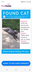 Found/Stray Male Cat last seen Northridge s, Morgantown, WV 26505
