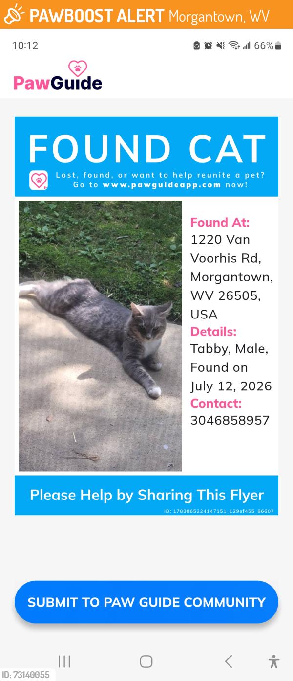 Found/Stray Male Cat last seen Northridge s, Morgantown, WV 26505