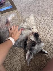 Reunited Male Dog last seen Sheanfield, San Antonio, TX 78250