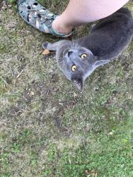 Found/Stray Male Cat last seen Lansdowne theater, Lansdowne, PA 19050