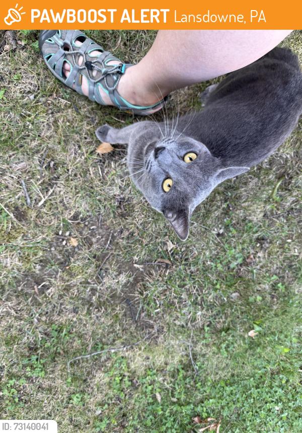 Found/Stray Male Cat last seen Lansdowne theater, Lansdowne, PA 19050