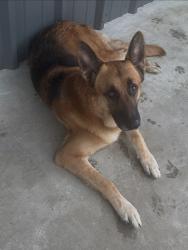 Found/Stray Male Dog last seen Pointblank texas, Point Blank, TX 77364