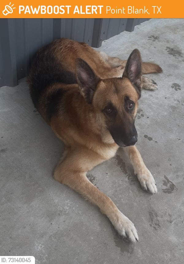 Found/Stray Male Dog last seen Pointblank texas, Point Blank, TX 77364