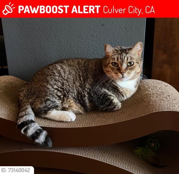 Lost Female Cat last seen Near Maytime Lane, Culver City, CA 90230, Culver City, CA 90230