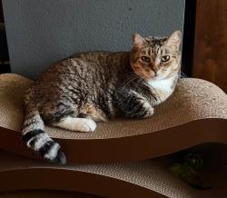 Lost Female Cat last seen Near Maytime Lane, Culver City, CA 90230, Culver City, CA 90230