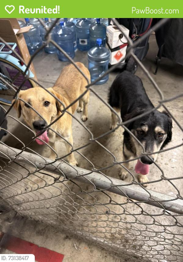 Reunited Male Dog last seen Lilac, Rialto, CA 92376