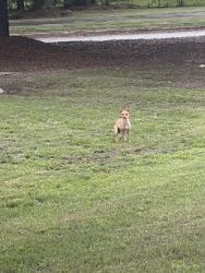 Found/Stray Unknown Dog last seen Columbus, Columbus, GA 31907