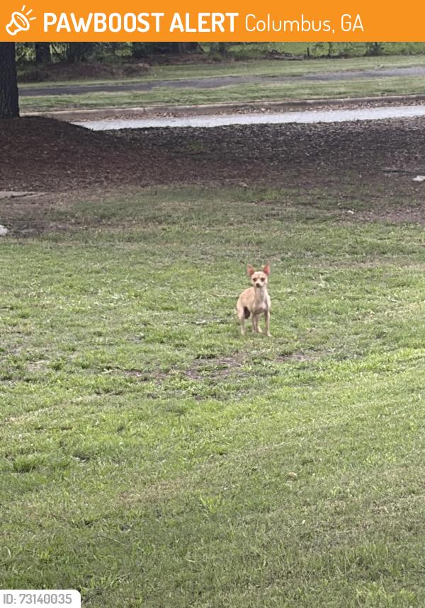 Found/Stray Unknown Dog last seen Columbus, Columbus, GA 31907
