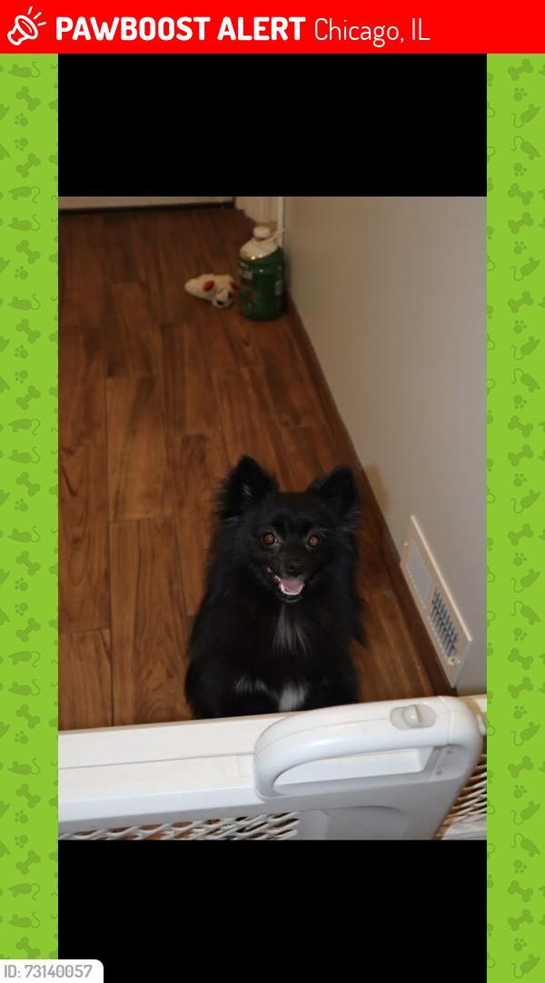 Lost Male Dog last seen 58th and Ashland Ave, Chicago, IL 60636