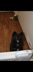 Lost Male Dog last seen 58th and Ashland Ave, Chicago, IL 60636