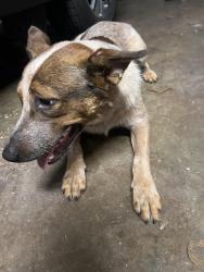 Found/Stray Male Dog last seen Shady Glen, Waco, TX 76708