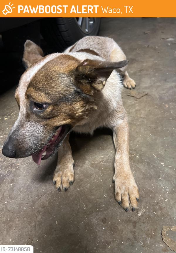 Found/Stray Male Dog last seen Shady Glen, Waco, TX 76708