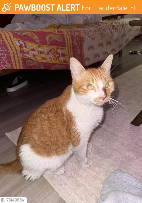 Found/Stray Unknown Cat last seen Bondi Sushi Fort Lauderdale Parking Lot, Fort Lauderdale, FL 33301