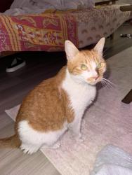 Found/Stray Unknown Cat last seen Bondi Sushi Fort Lauderdale Parking Lot, Fort Lauderdale, FL 33301