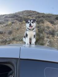 Lost Female Dog last seen Arden and Lynwood, Highland, CA 92346