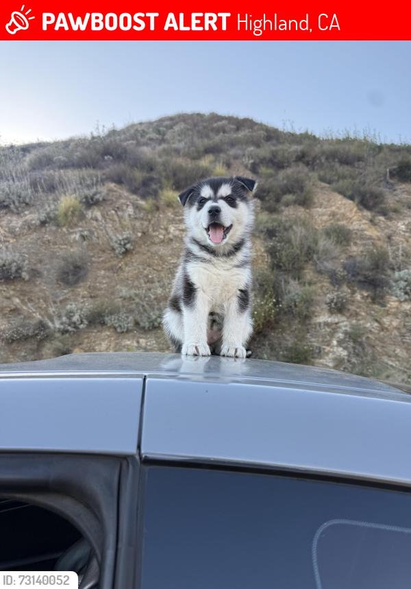 Lost Female Dog last seen Arden and Lynwood, Highland, CA 92346