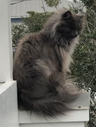 Reunited Male Cat last seen Wright Street, Wrightsville Beach, NC 28480