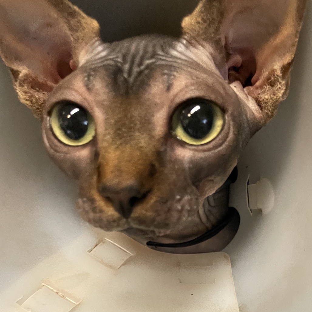 Shelter Stray Male Cat last seen , 361 S Raymond Ave, Pasadena, CA 91105, USA