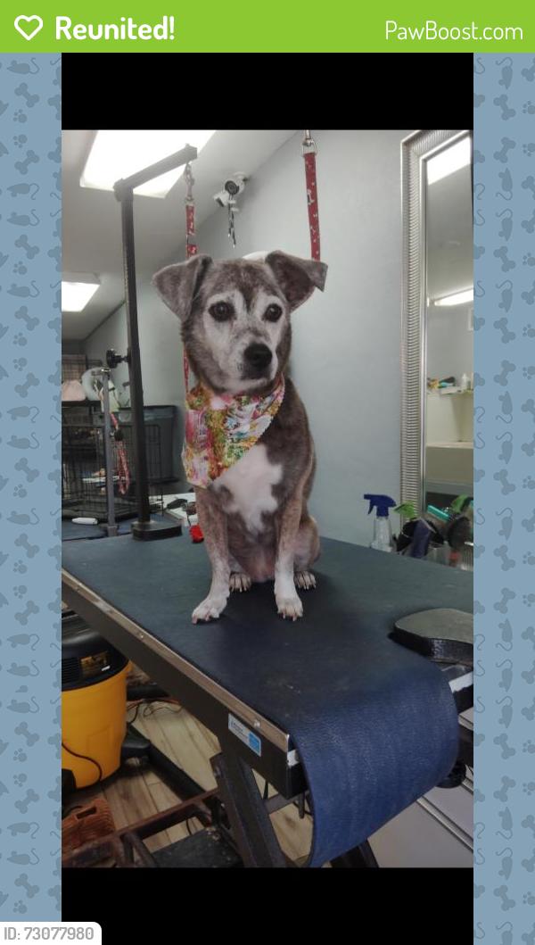 Reunited Female Dog last seen Hollywood fl, Hollywood, FL 33020