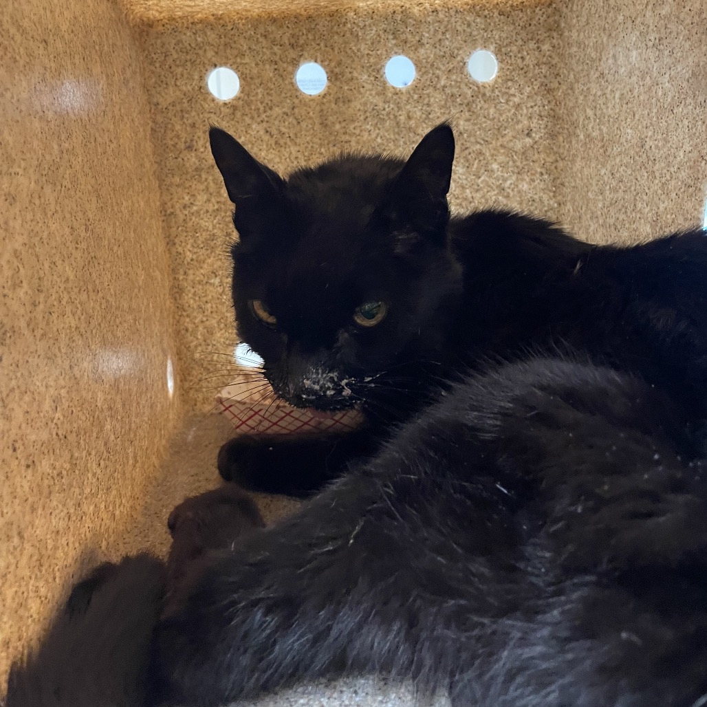 Shelter Stray Male Cat last seen , 361 S Raymond Ave, Pasadena, CA 91105, USA
