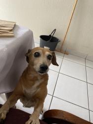 Reunited Female Dog last seen Wesley St and S Jones St, Petersburg, VA 23803
