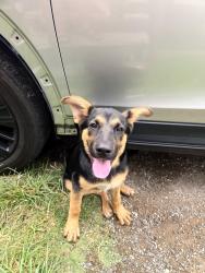 Found/Stray Male Dog last seen Ross Avenue And 21 street, Fort Worth, TX 76164