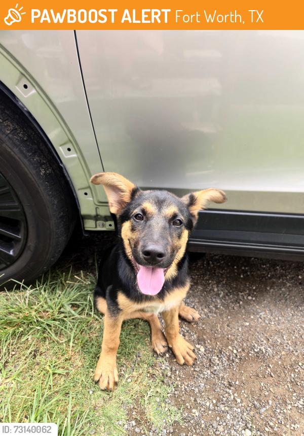 Found/Stray Male Dog last seen Ross Avenue And 21 street, Fort Worth, TX 76164