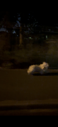 Found/Stray Unknown Dog last seen Roxbourne park Rayners lane, Harrow, England 