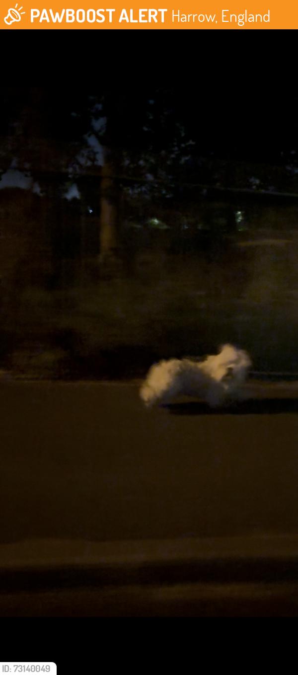 Found/Stray Unknown Dog last seen Roxbourne park Rayners lane, Harrow, England 