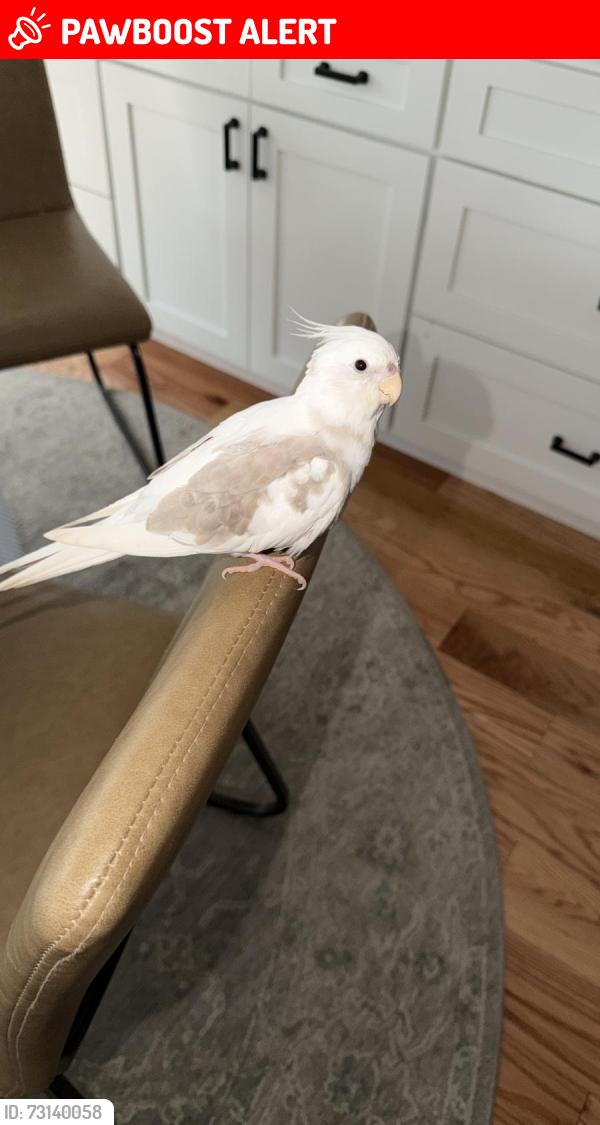 Lost Unknown Bird last seen King Of Prussia Rd & veteran Ln, Radnor Township, PA 19087