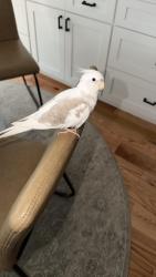 Lost Unknown Bird last seen King Of Prussia Rd & veteran Ln, Radnor Township, PA 19087