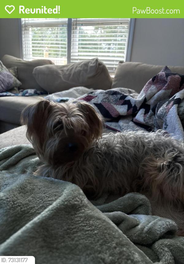 Reunited Male Dog last seen Speedway gas station, Raeford, NC 28376