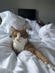 Lost Male Cat last seen Between Wordsworth street and Tennyson street, Merseyside, England 