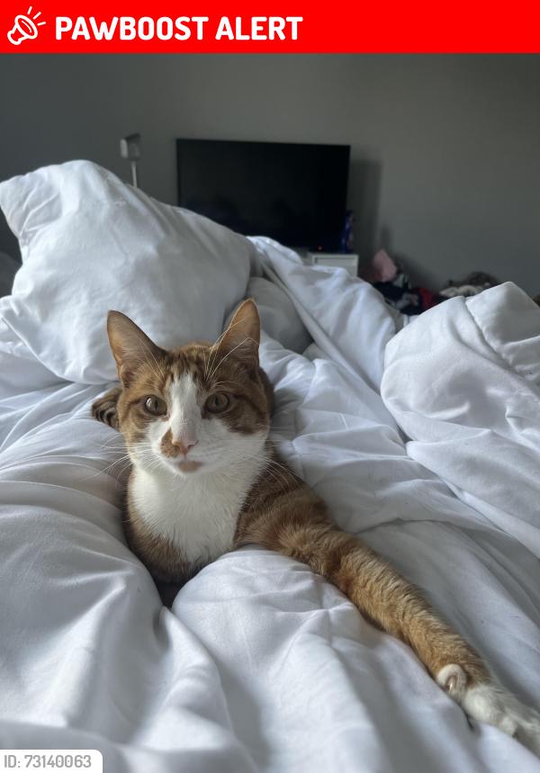 Lost Male Cat last seen Between Wordsworth street and Tennyson street, Merseyside, England 